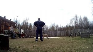 ЗКС Кане-Корсо 7.5 мес 4 занятие