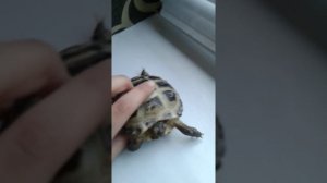 Как ухаживать за черепахой