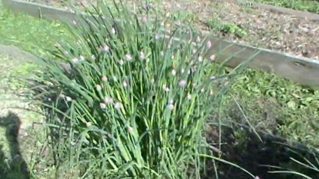 УХОД ЗА ЛЕНИВЫМ ОГОРОДОМ смотреть онлайн