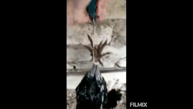 Гергебильская порода кур ! смотреть онлайн