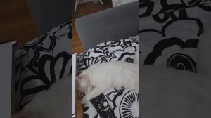 Почему моя кошка дышит животом