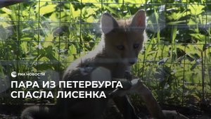 Лисенка спасли из колодца