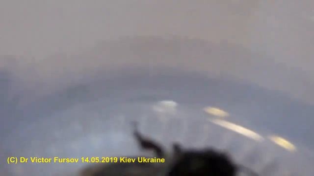 В чем Особенности Строения Земляной Пчелы? смотреть онлайн