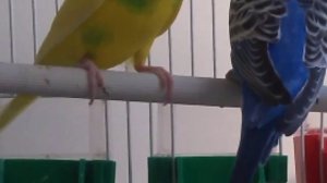 Часть: 2 Болезни волнистых попугаев и как с ними бороться // какие болезни опасны для человека?