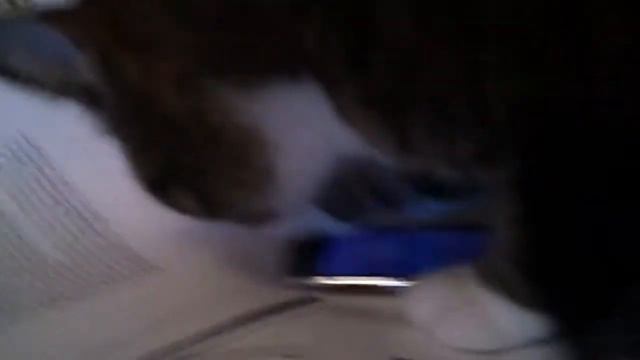My cat loves videogames (Cat GAME) смотреть онлайн