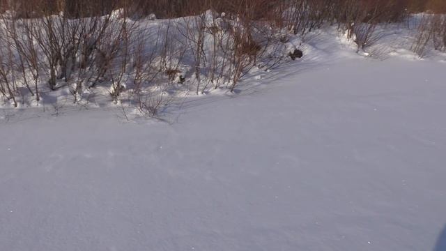 ВЕЧЕРНЯЯ РЫБАЛКА на реке ОКЕ! ПОСТАВИЛ ЖЕРЛИЦЫ! смотреть онлайн