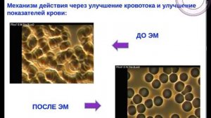 Механизм Действия Эфирных масел