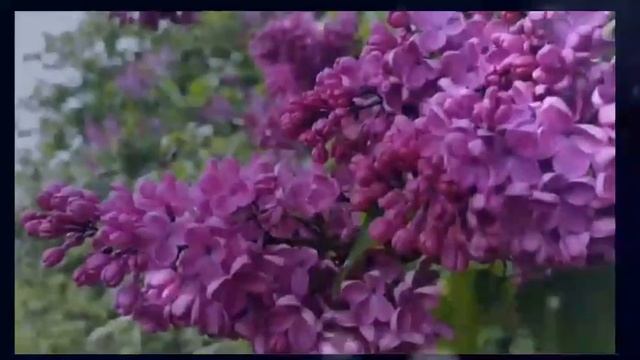 Витас птицы счастья смотреть онлайн