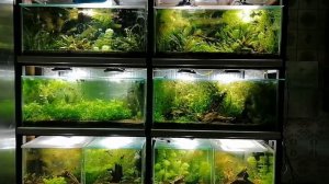 Моя стойка с гуппи