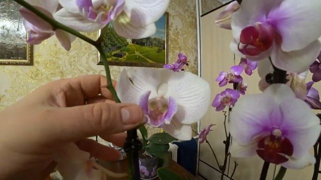 Орхидеи. Мои новые покупки. смотреть онлайн