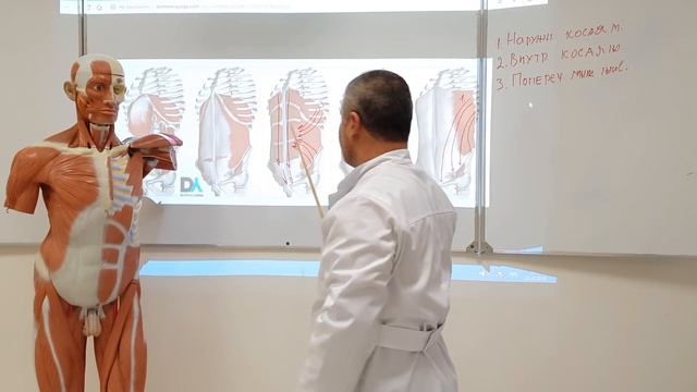 Мышцы живота. Влагалище прямой мышцы живота. Паховый канал / Abdominal muscles. Inguinal canal