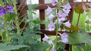 Дельфиниумы в нашем саду\Delphiniums in our garden