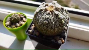 Астрофитум coahXsuper kabuto. Новый кактус. Уход за кактусами.