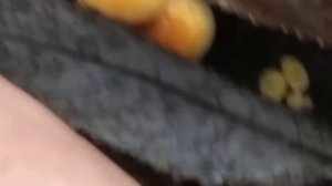 Грибы зимние опята на ивовом пне Winter mushroom on a willow stump Ермаков