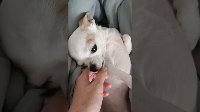 Маленькая прелесть ??? Little charm смотреть онлайн