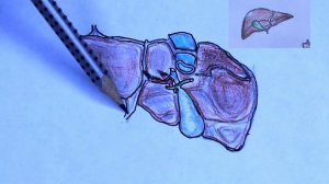 Печень, топографическая анатоми печени(Ахмадудинов А.М.)