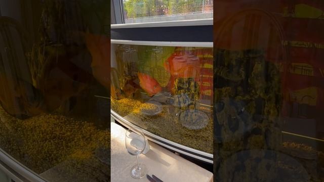 Золотые рыбки?они такие большие? смотреть онлайн