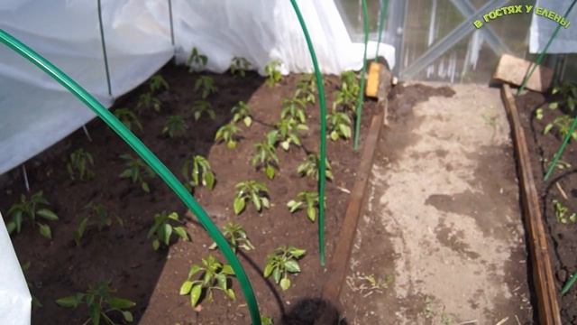 ВЫСАДКА РАССАДЫ ПЕРЦА В ОТКРЫТЫЙ ГРУНТ ПОД АГРОТЕКСТИЛЕМ. МОИ СЕКРЕТЫ, ЧАСТЬ 1 смотреть онлайн