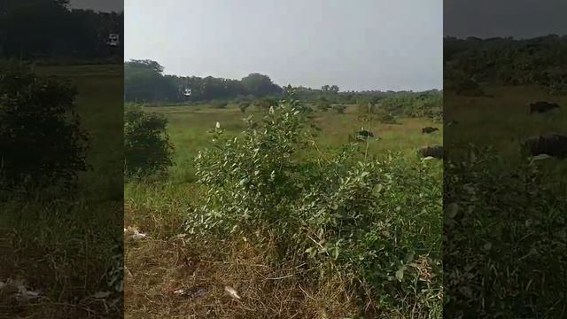 Индийские быки! смотреть онлайн