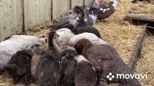 Уход за Утками в теплице/ Зимнее содержание Мускусных уток