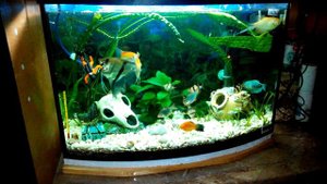 Водолаз в аквариуме.