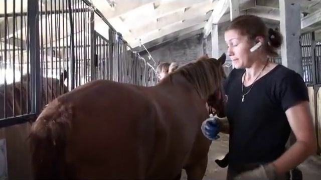 Как эффективно и безопасно научить лошадь давать ноги