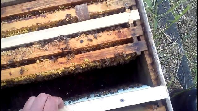 Пчело-Проект Года! Пчеловодство вслепую! Серия 01 "Начало." смотреть онлайн