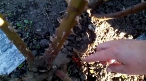 Выломка побегов у розы или прореживание куста розы