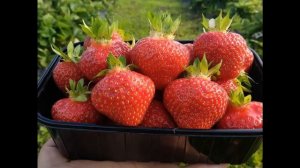 Честная ягода+ КФХ Карелии