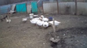 Самые выгодные домашние и сельскохозяйственные животные / личный опыт в Краснодарском крае