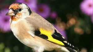 Пение черноголового щегла/звук птиц природы