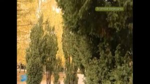 Можжевельники и туи