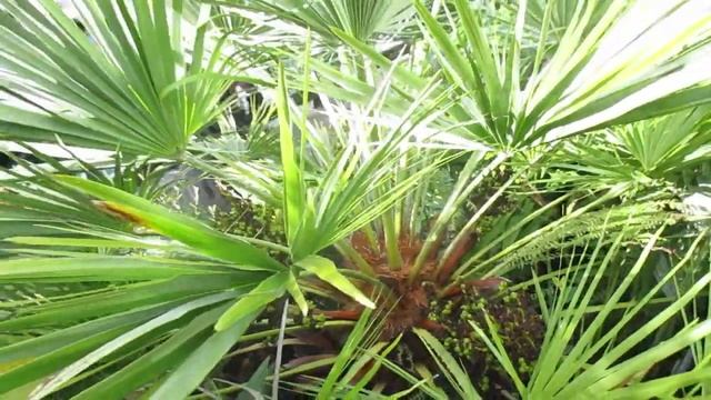 Northern Chamaerops humilis palm with seeds