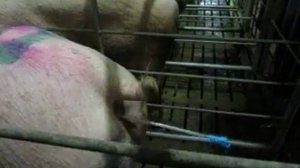 Искусственное осеменение свиноматки