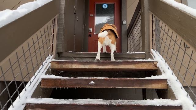 Cute beagle wears Carhartt jacket in snow (2023 edition) смотреть онлайн