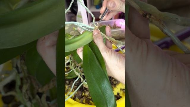 Мастер Пис. Разделение. Размножение.