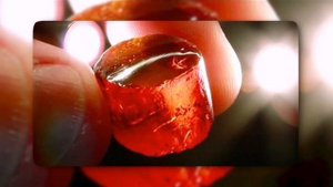 Ужасные животные и насекомые застывшие в смоле которым больше 10 00000 лет
