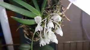 Уход и цветение podangis dactyloceras. Цветение очень продолжительное.