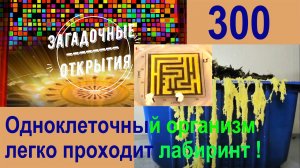 Одноклеточный организм рисует карту Токийского метро, находит пищу в лабиринтах! З/О_300.