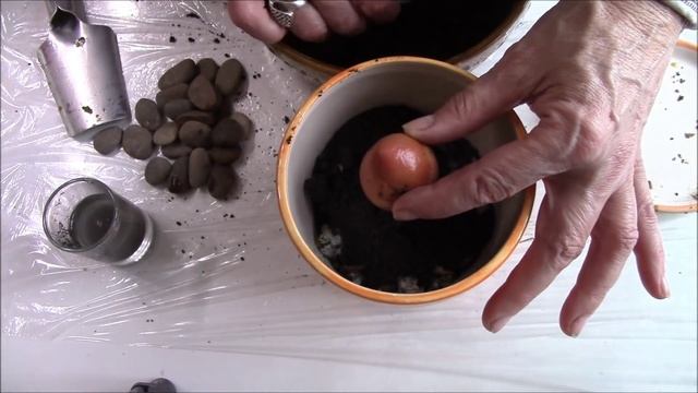 Авокадо Как посадить, чтобы выросло деревце смотреть онлайн