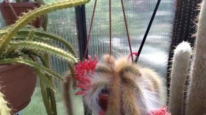 Мои кактусы после отпуска..Пик цветения эхинопсисов и трихоцереусов.Kakteen.