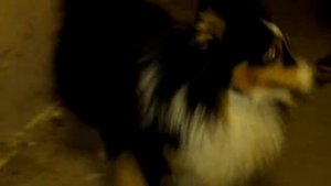 Шелти - маленькая Колли.