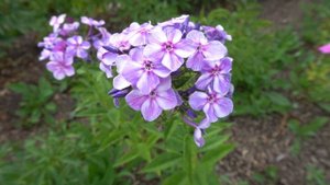 Флокс метельчатый Татьянин День. Автор: Константинова Н.Ю. Год: 2015.