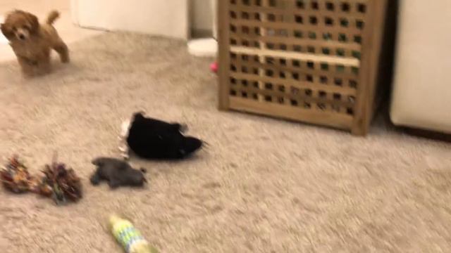 Atelier Princess Litter 24.05.20. - 4 смотреть онлайн