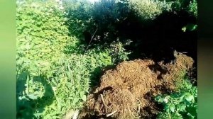 Чистка пруда от водорослей. Щуки после чистки.