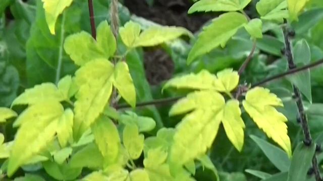 ВЕРТИКАЛЬНОЕ озеленение смотреть онлайн