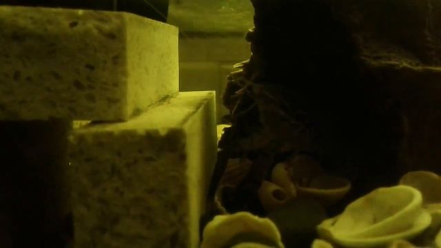 Мраморный рак кушает болгарский перец? смотреть онлайн