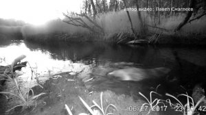 Бобры, Приманка, и фотоловушка