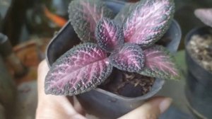 episcia