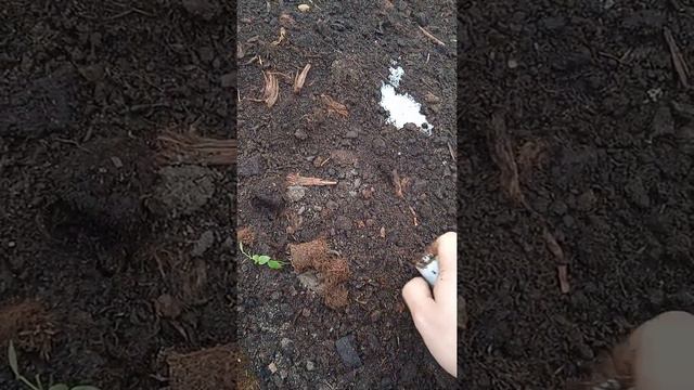 Пересадка саженца голубики Инвитро. смотреть онлайн